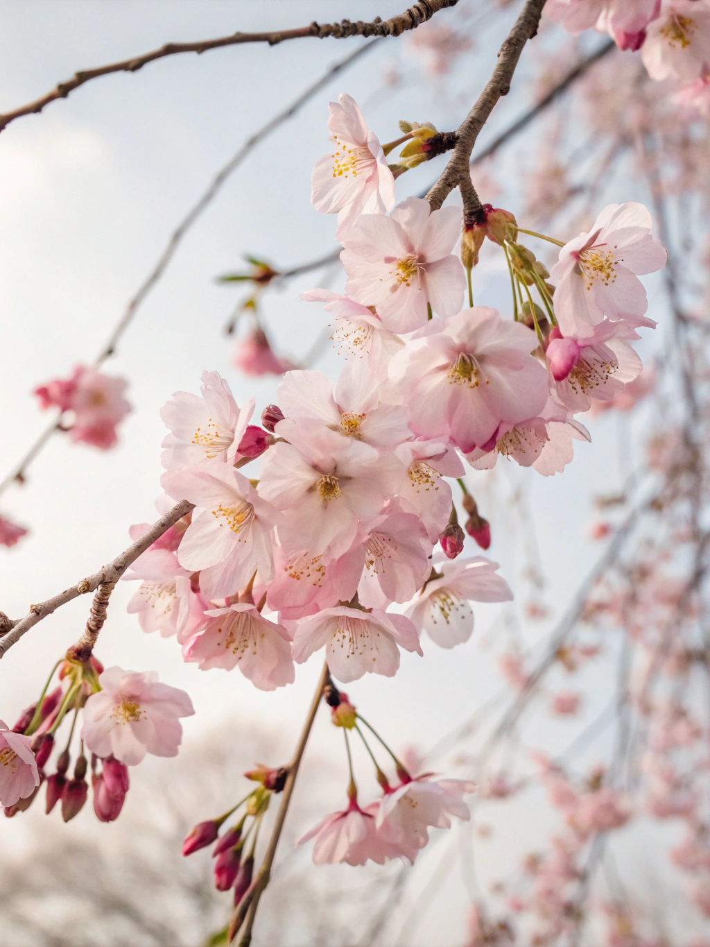 山櫻花